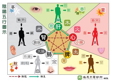 陰陽五行 英文|中醫英文－陰陽、五行、臟腑單詞卡 